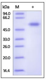 Human Frizzled-7, Fc Tag on SDS-PAGE under reducing (R) condition. The gel was stained overnight with Coomassie Blue. The purity of the protein is greater than 92%.